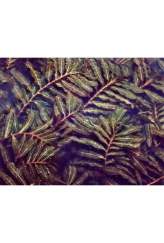 POTAMOGETON crispus C-5...