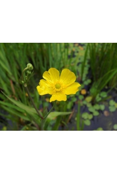 RANUNCULUS lingua 1L