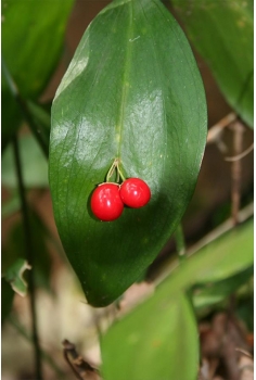 RUSCUS hipophillium 1L...