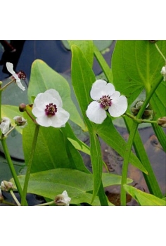 SAGITTARIA sagitifolia 1L