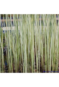 SCHOENOPLECTUS albences 1L...