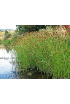 SCHOENOPLECTUS lacustris 1L...