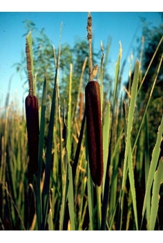 THIPA latifolia 1L...