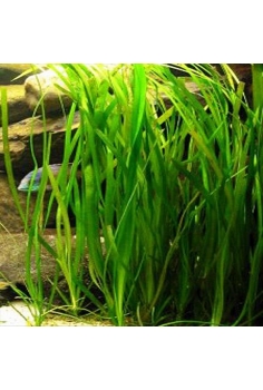 VALLISNERIA gigantea C-5...