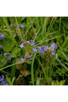 VERONICA veccabunga 1L