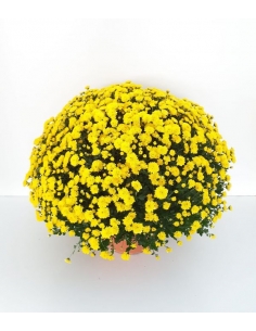 F-CHRYSANTHEMUM TARRINA...