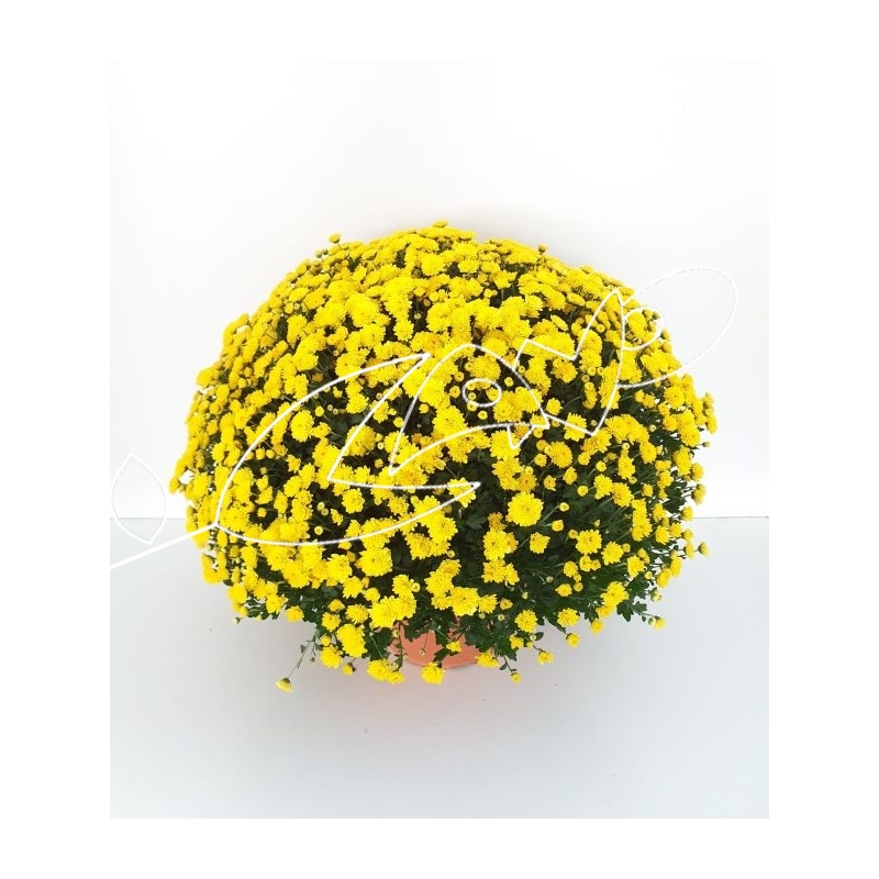 F-CHRYSANTHEMUM TARRINA AMARILLO 6L...