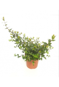 ABELIA FLORIBUNDA 5L (alt:...