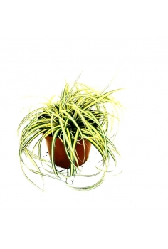 CAREX OSHIMENSIS 2L...