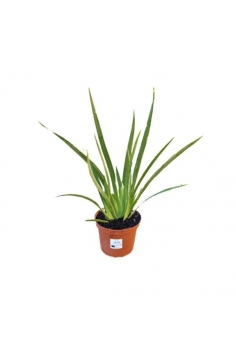 DIETES IRIDIOIDES 2L (alt:...