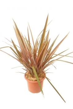 INDIVISA PINK PASSION 10L...