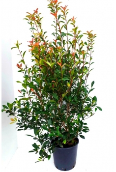 PHOTINIA FRASERII 18L...