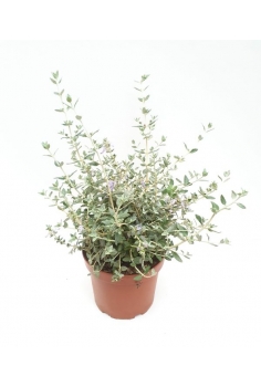 TEUCRIUM 5L (alt: 40-50cm)...