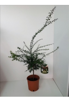 CITRUS australasica (1m)...