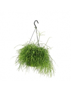RHIPSALIS BACCIFERA C-17...