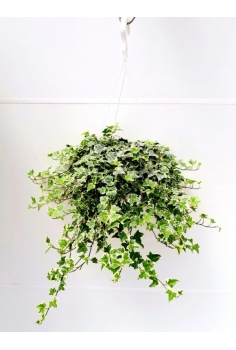 HEDERA MATIZADA C-19 (40cm)...