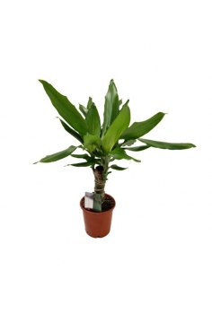 DRACENA FRAGANS C-12 (40cm)...