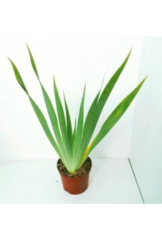 IRIS GERMÁNICA 3L (30-40cm)...