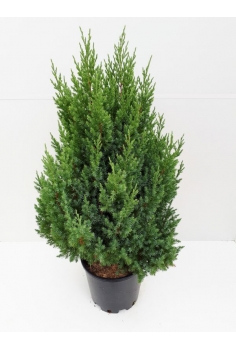 JUNIPERUS CHINENSIS 7.5L...