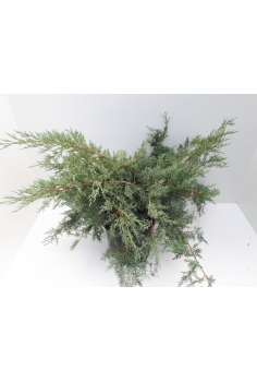 JUNIPERUS GREY OWL 10L...