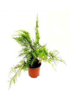 JUNIPERUS MEDIA 3L (35cm)...