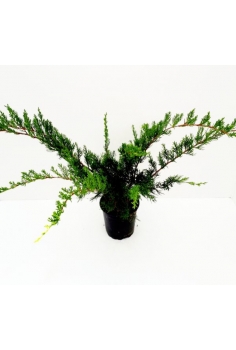 JUNIPERUS MINT JULEP 3L...