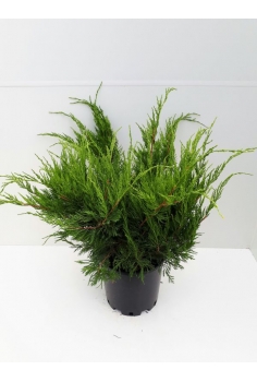 JUNIPERUS MINT JULEP 10L...