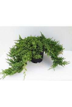 JUNIPERUS NANA 10L...