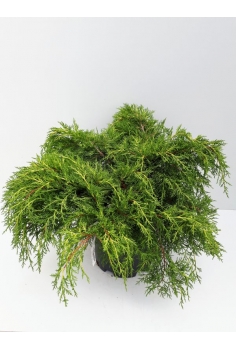 JUNIPERUS OLD GOLD 10L...