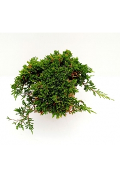JUNIPERUS PRICE OF WALES 3L...