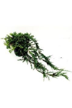 JUNIPERUS WILTONII 3L...