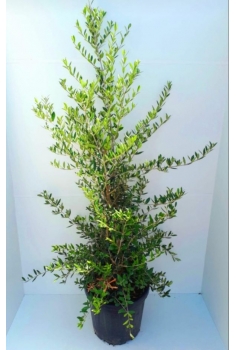 OLIVO 25L (140-150cm) olea...