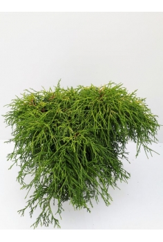 CHAMAECYPARIS SUNGOLD 5L...