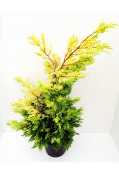 CUPRESS LEYLANDII GOLDEN...