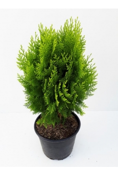 A-THUJA AUREA NANA 5L...
