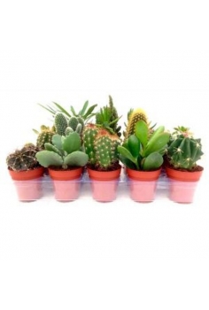 CACTUS MIX C-5,5 (10cm)...