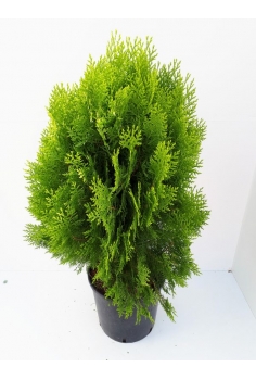 A-THUJA AUREA NANA 15L...