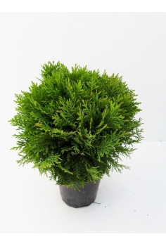 A-THUJA DANICA 3L (40cm)...