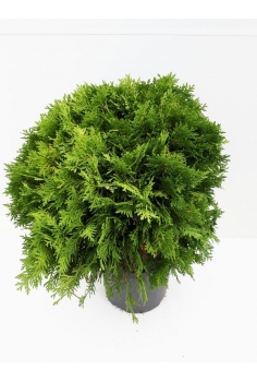 A-THUJA DANICA 7L (50cm)...