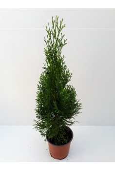 A-THUJA ESMERALDA 3L (60cm)...