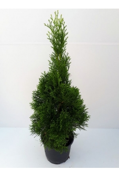 A-THUJA ESMERALDA 5L...