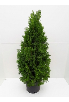 A-THUJA ESMERALDA 10L...