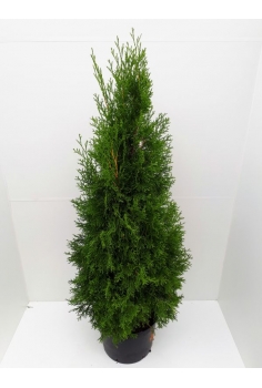 A-THUJA ESMERALDA 20L...