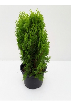 A-THUJA ORIENTALIS 3L...