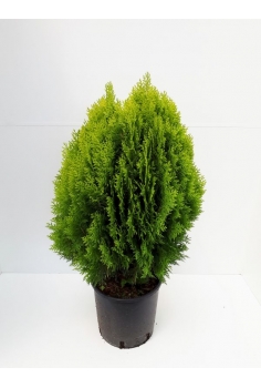A-THUJA AUREA NANA 12L...