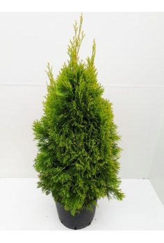 A-THUJA OCCIDENTALIS GOLDEN...