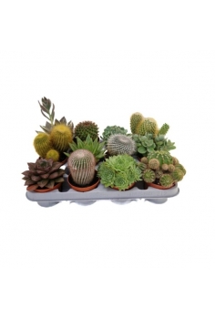 CACTUS/CRASAS MIX C-8,5...