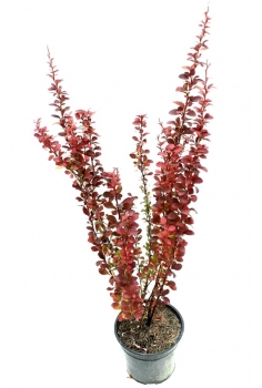 BARBERIS RED TORCH 3L...