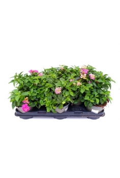LANTANA CAMARA ROSA C-13...