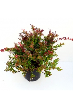 BARBERIS THUNBERGII 7L...